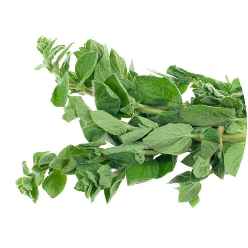 oregano