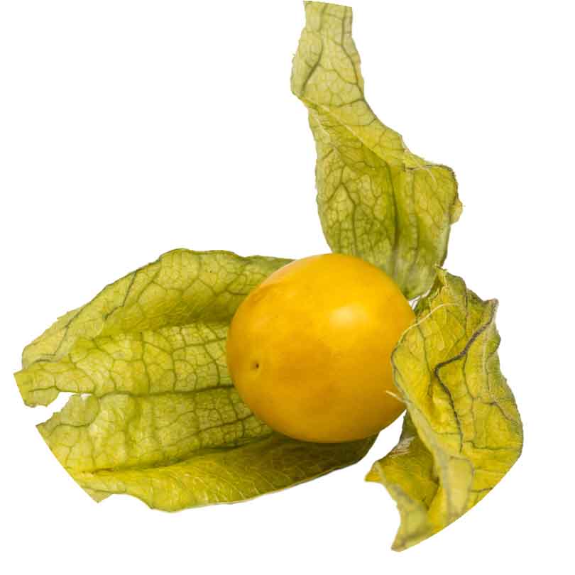 physalis