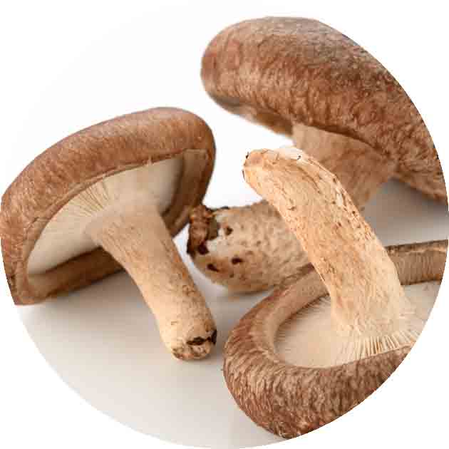 shitake