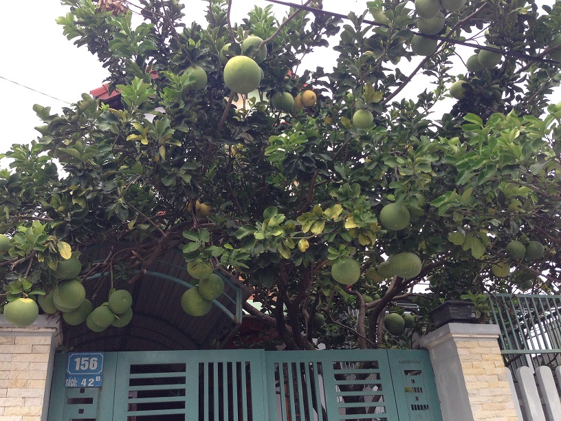 pomelo na strome