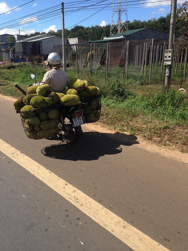 prevoz jackfruit motorkou